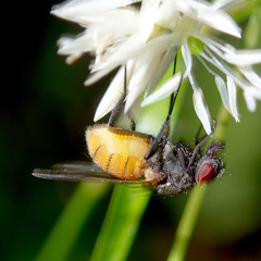 Thricops semicinereus