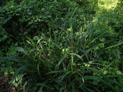 Panicum deustum