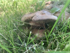 Lyophyllum decastes