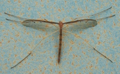Tricyphona