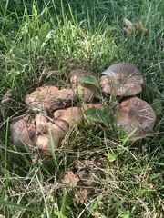 Lyophyllum decastes