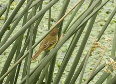 Pseudocolopteryx flaviventris