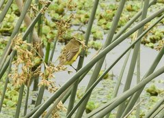 Pseudocolopteryx flaviventris