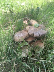 Lyophyllum decastes
