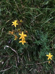 Hypericum