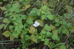 Rubus rosifolius