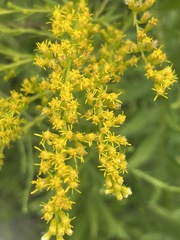 Solidago altissima
