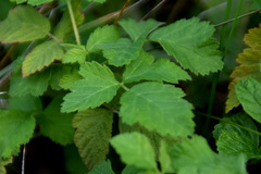 Rubus rosifolius