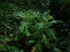 Helichrysum foetidum