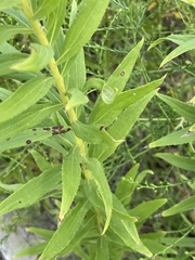Solidago altissima