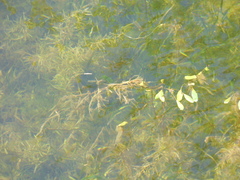 Potamogeton gramineus