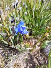 Aristea africana