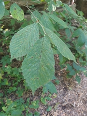 Ulmus glabra