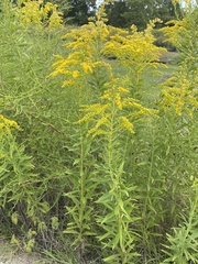 Solidago altissima