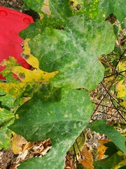 Acer macrophyllum