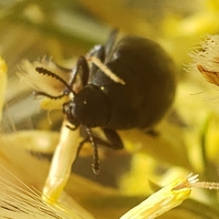Tenebrionoidea