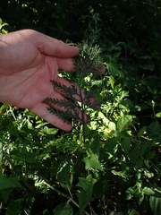 Asplenium rutifolium