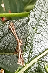 Lantanophaga pusillidactylus