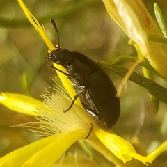 Tenebrionoidea