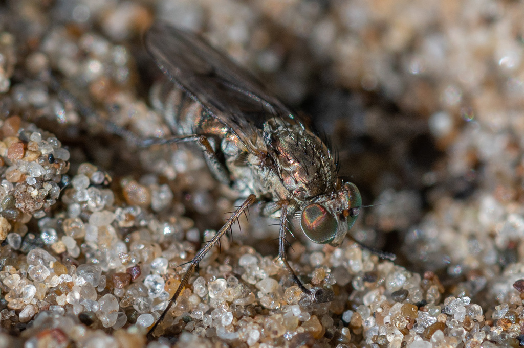 Tachytrechus notatus