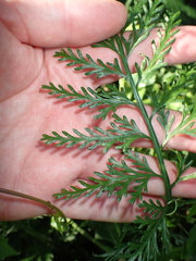 Asplenium rutifolium