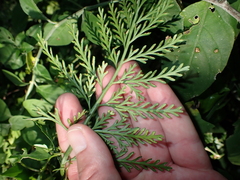 Asplenium rutifolium