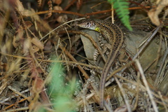 Lacerta schreiberi