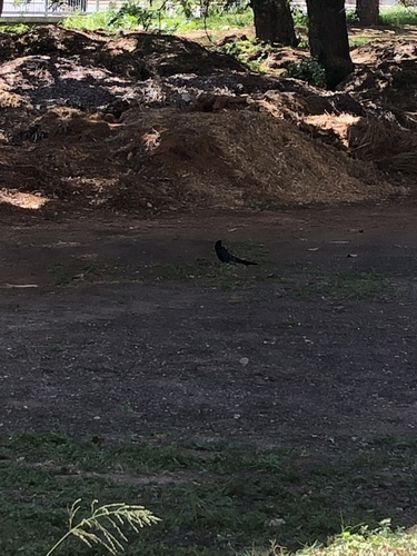 Quiscalus mexicanus observed 2021-12-15