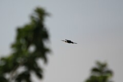 Anhinga rufa