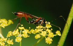 Agrothereutina