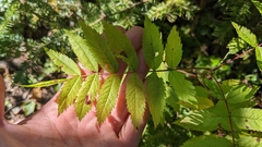 Sorbus decora