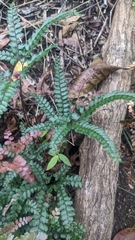 Adiantum hispidulum