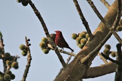 Lagonosticta senegala