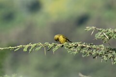 Crithagra citrinelloides