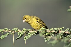 Crithagra citrinelloides