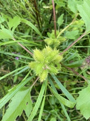 Xanthium orientale
