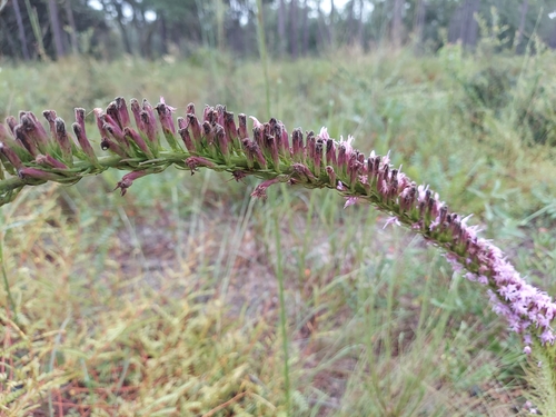 Image of Liatris pauciflora by (c) Athena Philips, some rights reserved (CC BY)