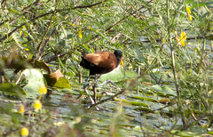 Jacana jacana