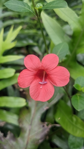 Barleria repens