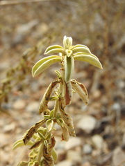 Mercurialis tomentosa