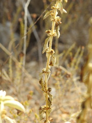 Mercurialis tomentosa