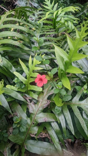 Barleria repens