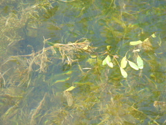 Potamogeton gramineus
