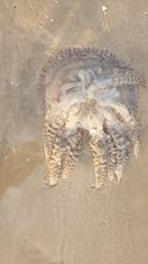 Catostylus tagi
