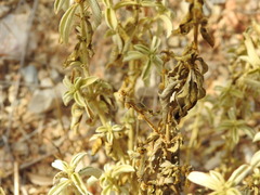 Mercurialis tomentosa