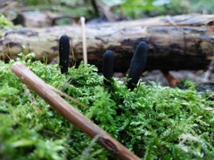 Xylaria longipes