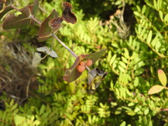 Lonicera implexa