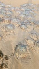 Catostylus tagi