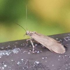 Hydropsyche pellucidula