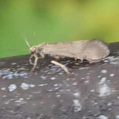 Hydropsyche pellucidula